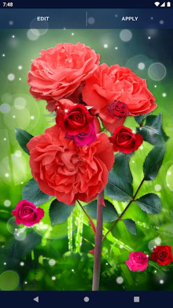 Red Rose Live Wallpaper Ekran Görüntüsü 1