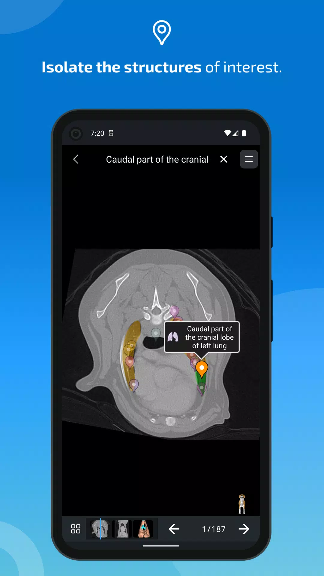 vet-Anatomy ภาพหน้าจอ 3
