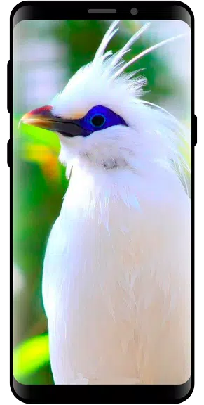 10000 Nature Wallpapers Ekran Görüntüsü 1
