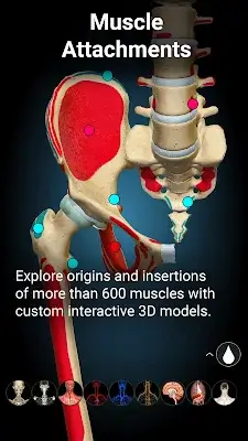 Anatomy Learning - 3D Anatomy ဖန်သားပြင်ဓာတ်ပုံ 4