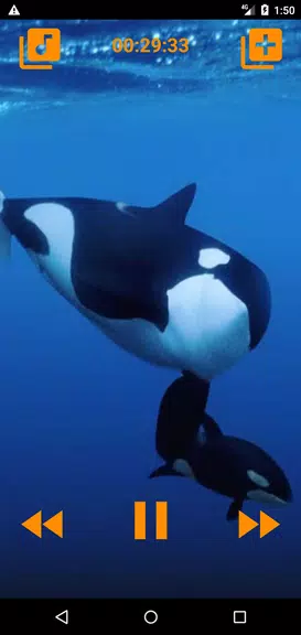 Whales songs to sleep スクリーンショット 4