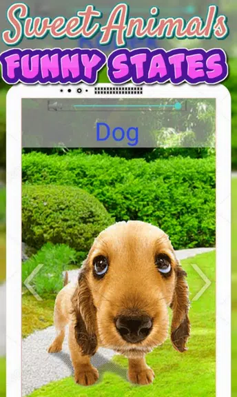 Animals Sounds For Kids應用截圖第4張