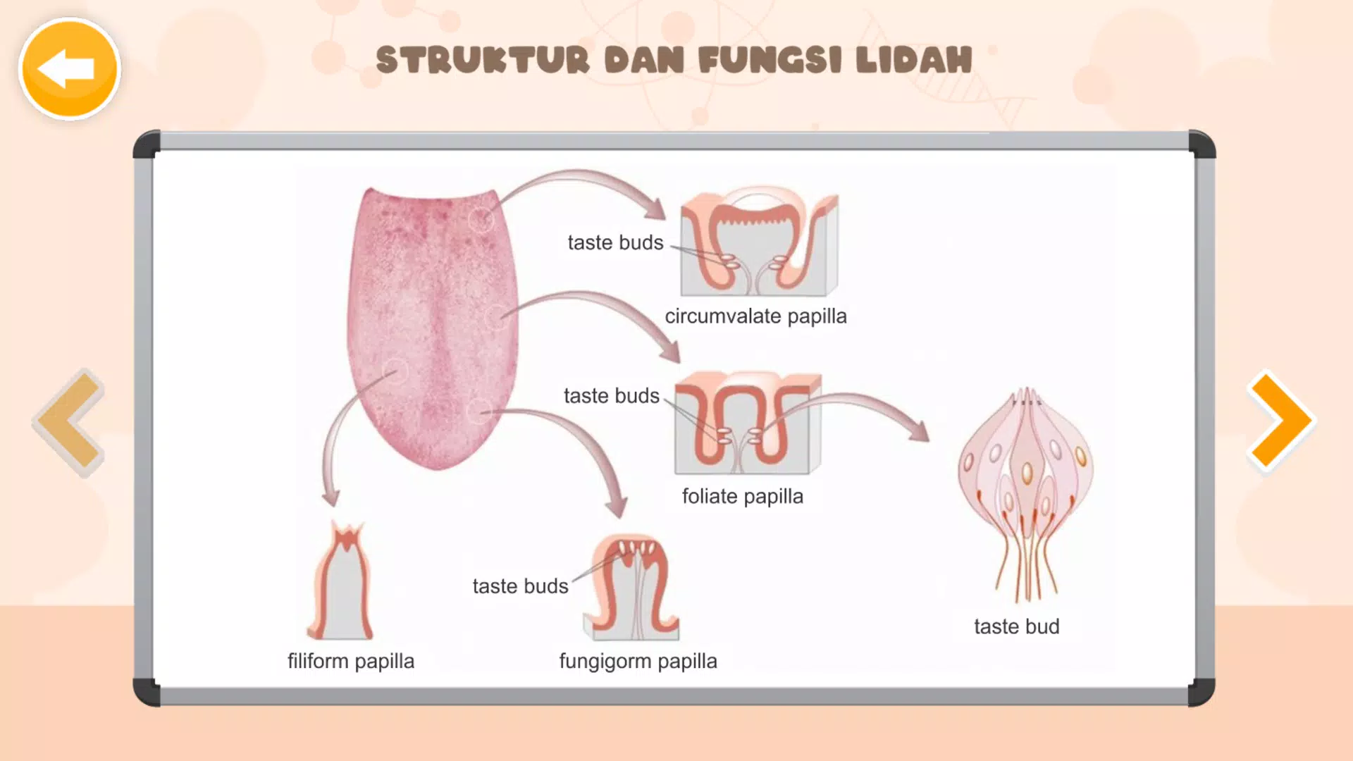 Sistem Indra Manusia Capture d'écran 4