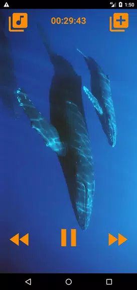 Whales songs to sleep スクリーンショット 3