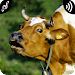 Cow Sounds