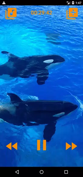 Whales songs to sleep スクリーンショット 1