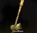 Poseidon -Stange