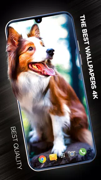 Schermata Wallpapers with dogs in 4K 1