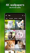 Kitten Wallpapers 4K 스크린샷 2